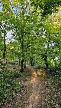 Tree-lined dirt path in a green forest during daytime Stock Photos