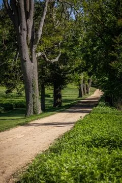 Tree-Lined Dirt Path in Summer Stock Photos