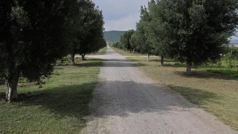 Tree Lined Dirt Road at Queretaro Vineyard and Olive Grove Stock Footage 341376432