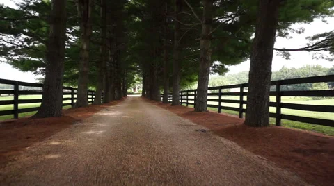 Tree-lined drive Stock Footage 57368139
