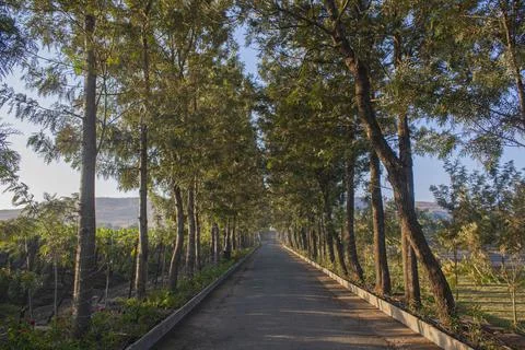 Tree lined drive to a vineyard in India Fotos Stock