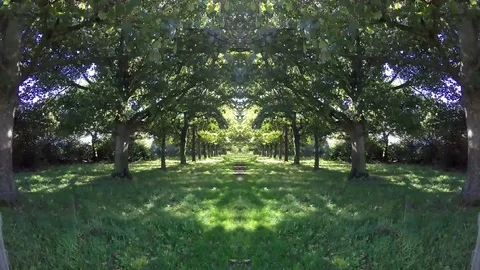 Tree lined effect time laps Stock Footage 78989549