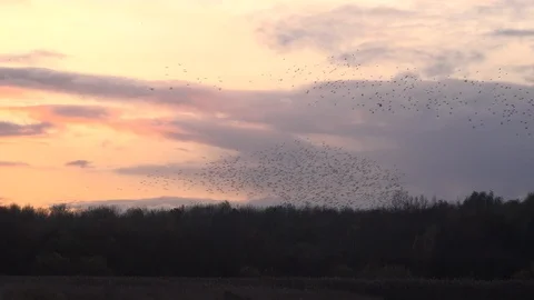Tree lined Flock of starlings flying in the evening light England UK 4K Stock Footage 120248092