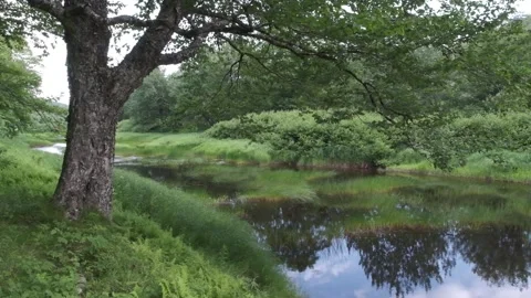 Tree Lined Flood Plain Riparian Zone, Summer Stock Footage 339326808