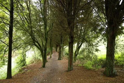 Tree Lined Forest Path Dense Green Canopy Overhead 스톡 사진