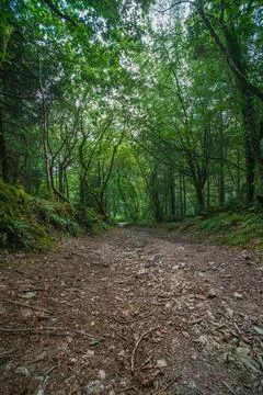 Tree lined forest track pathway in Cornwall United Kingdom on a warm summer Stock Photos