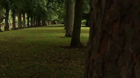 Tree lined Glade Stock Footage 246981431