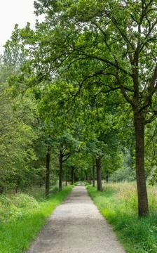 Tree-Lined Gravel Path: Symmetrical Avenue in Lush Green Forest Stock Photos