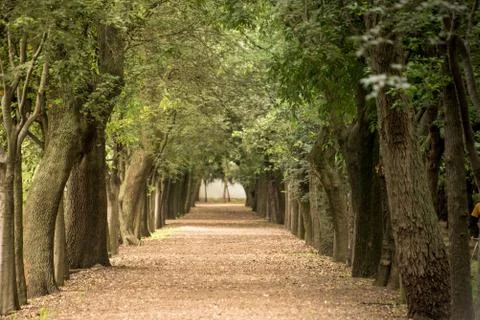 Tree lined gravel path through a park Stock Photos