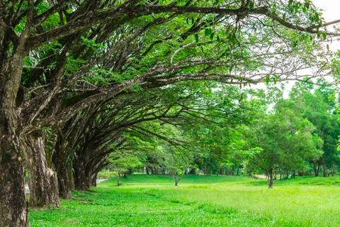 Tree lined with green grass Stock Photos