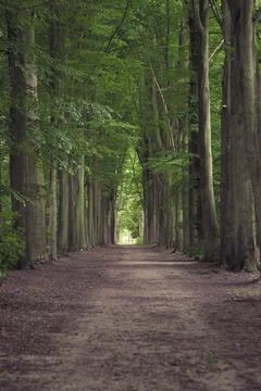 Tree-lined hiking path in Mastenbos in Kapellen, Belgium. Stock Photos