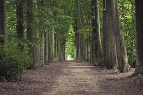 Tree-lined hiking path in Mastenbos in Kapellen, Belgium. Stock Photos