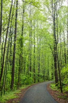 Tree-lined lane in early spring Stock Photos