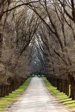 Tree Lined Laneway Stock Photos