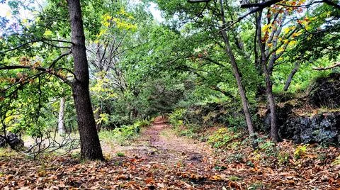Tree-lined mountain avenue Stock Photos