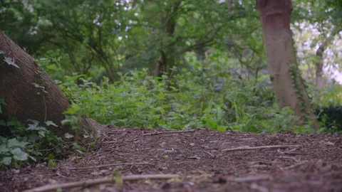 Tree-lined Nature Path Vidéo 75461553