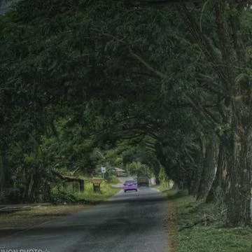 Tree-lined old road 写真素材