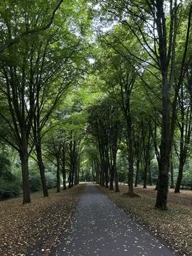 Tree lined park path beneath dense green canopy with fallen leaves, calm Stock Photos