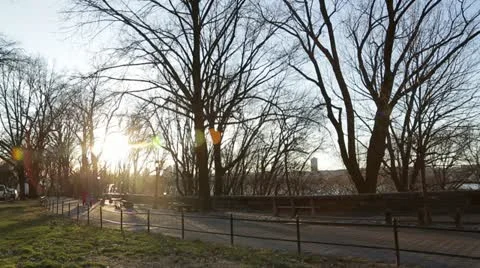 Tree-Lined Park Path Stock Footage 21429669