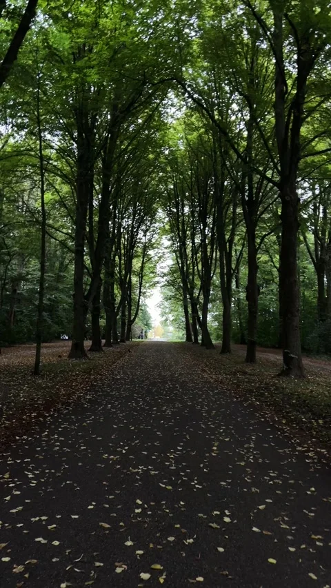 Tree lined park path leads toward bright distance beneath dense green canopy Stock Footage 345008980