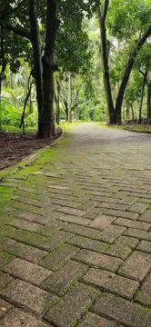 Tree-lined Park Path Stock Photos