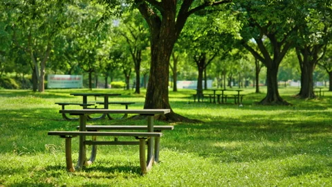 Tree-Lined Park Path with Wooden Benches in Seoul Stock Footage 340242554