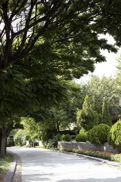 Tree Lined Park Road in Ankara Foto stock