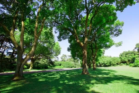 A tree-lined park in summer Stock Photos
