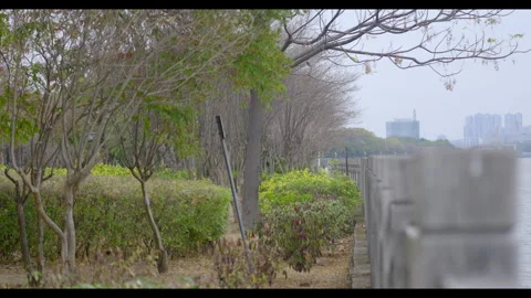 Tree-Lined Path Along Waterfront with City Background for Mindfulness Stock Footage 327528842