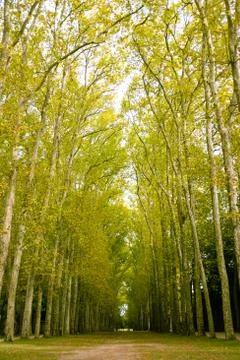 Tree Lined path in Autumn Stock Photos