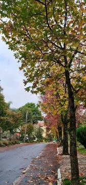 Tree-Lined Path in Autumn Stock Photos