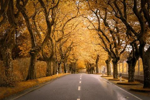 Tree-lined path in autumn. Terceira Island, Azores Stock Photos