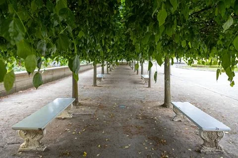 Tree-Lined Path with Benches in Park. Peaceful park walkway with symmetrical Stock Photos