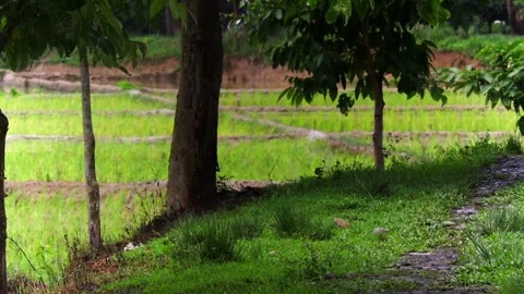 Tree-Lined Path Beside Lush Green Rice Paddy Fields 스톡 동영상 339761449