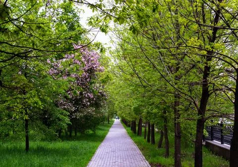 Tree-lined path in city park and two people walking along it in distance Stock Photos