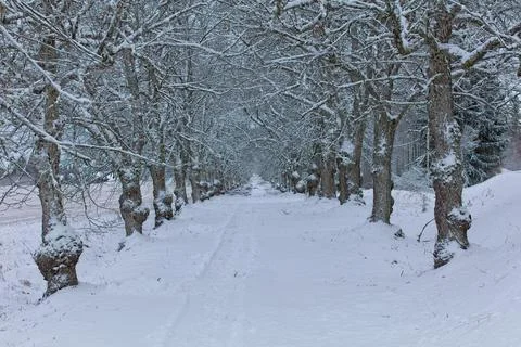 Tree lined path in countryside. Stock Photos