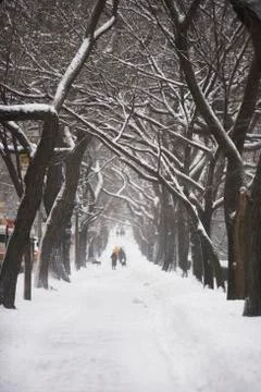 Tree lined path covered in snow Stock Photos