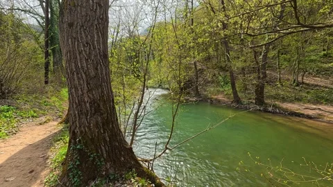 Tree-lined path curves beside emerald river water. Mount Ozren, Serbia Vidéo 332728420