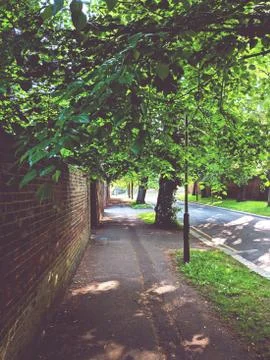 Tree lined path with dappled light Foto stock