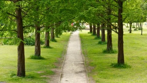 Tree lined path into the distance Stock Photos