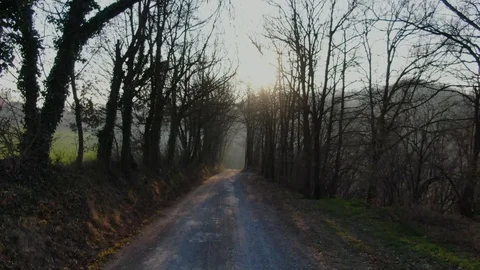 Tree lined path Stock Footage 125277909