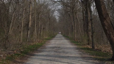 Tree-lined path 스톡 동영상 159617393