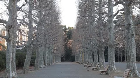 Tree-lined path in the French style at Shinjuku Gyo-en Stock Photos