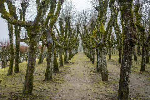 Tree-lined path in Katvari, Latvia. Bare trees with moss create a serene and Stock Photos
