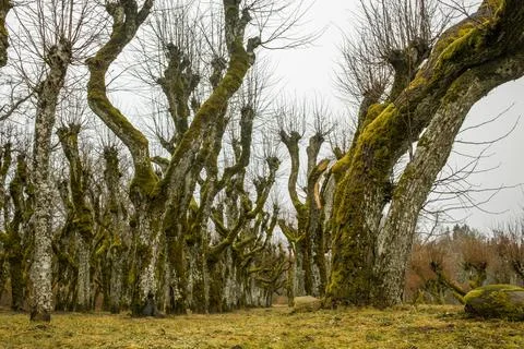 Tree-lined path in Katvari, Latvia. Bare trees with moss create a serene and Stock Photos