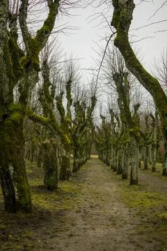 Tree-lined path in Katvari, Latvia. Bare trees with moss create a serene and Stock Photos