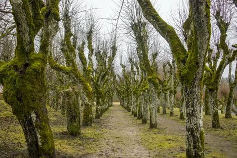 Tree-lined path in Katvari, Latvia. Bare trees with moss create a serene and Foto stock