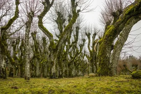 Tree-lined path in Katvari, Latvia. Bare trees with moss create a serene and Foto stock