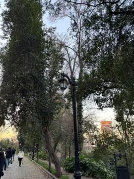 Tree-lined path with lanterns Stock Photos