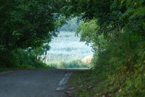 Tree Lined Path Leading Toward Misty Meadow Foto stock